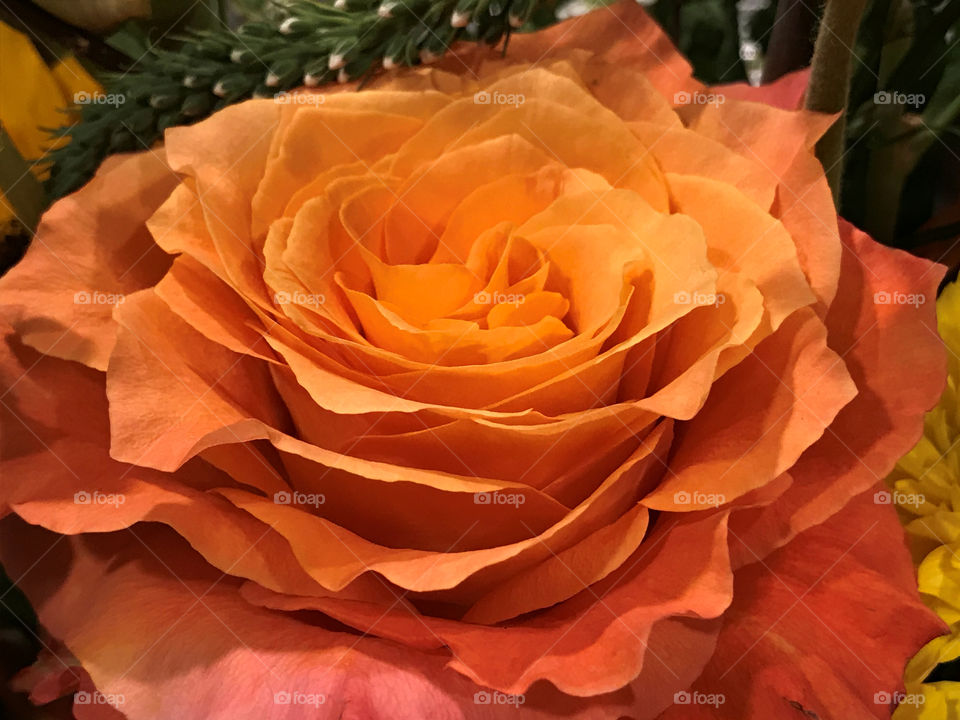 Orange rose