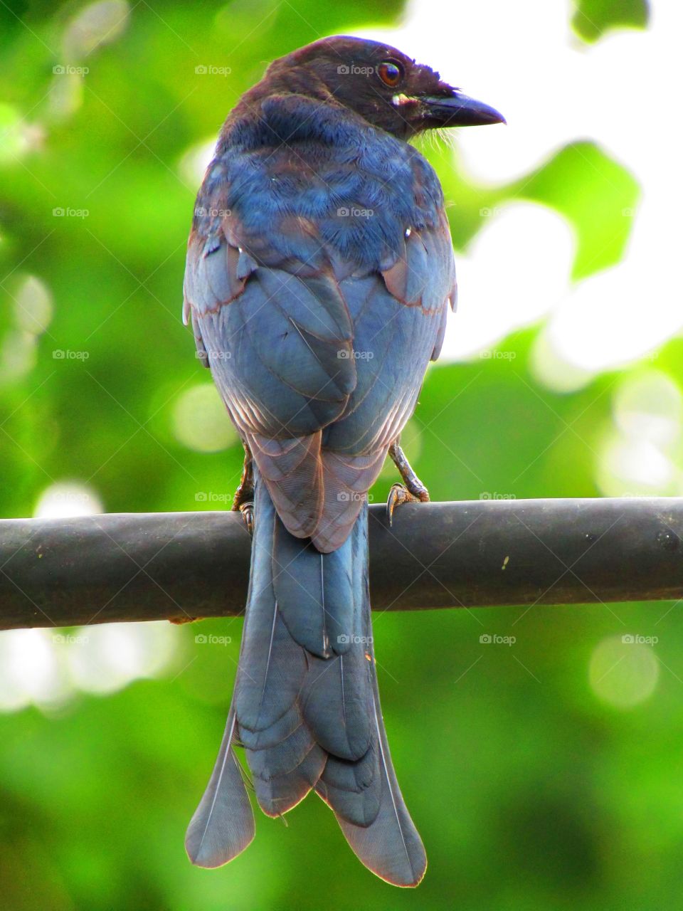 The black drongo (Dicrurus macrocercus) is a small Asian passerine bird of the drongo family Dicruridae.