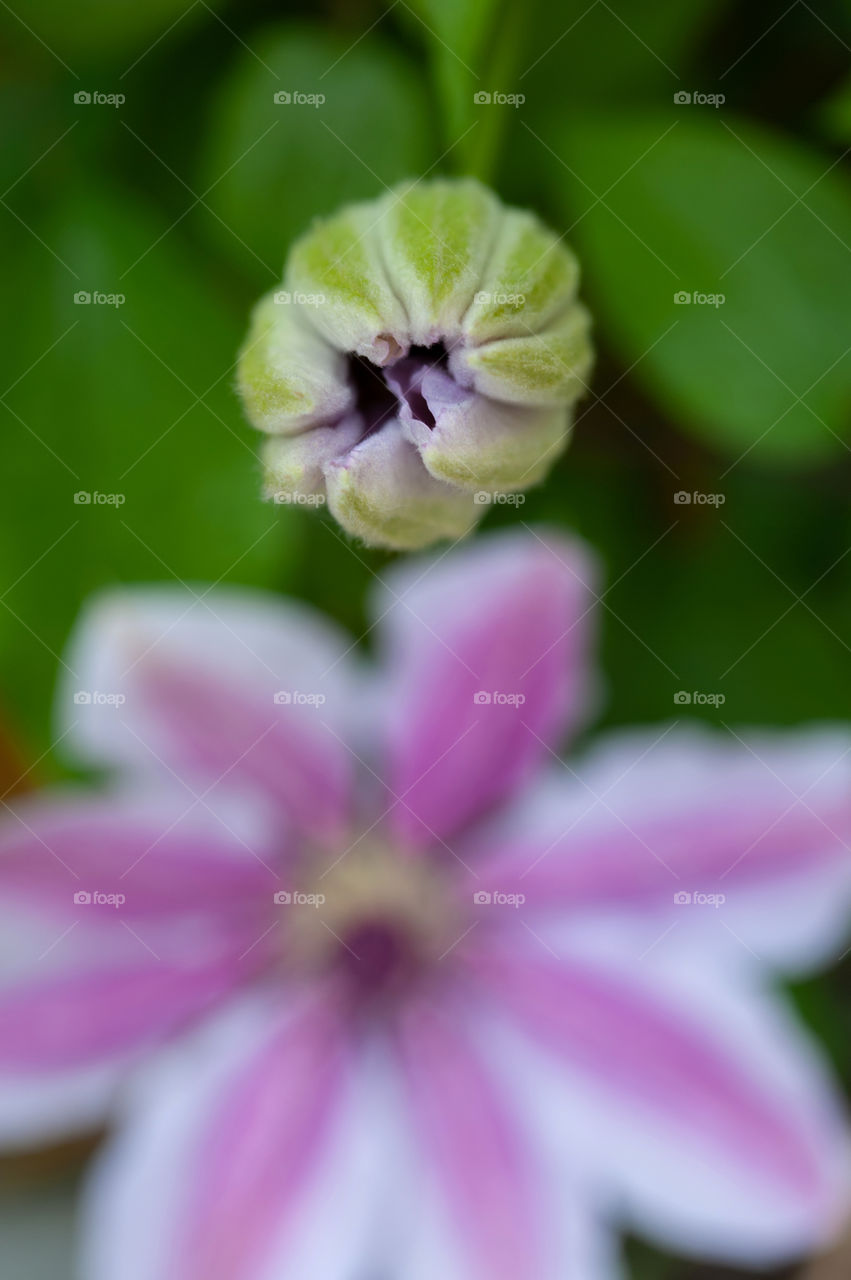 Clematis bud with clematis flower in full bloom.