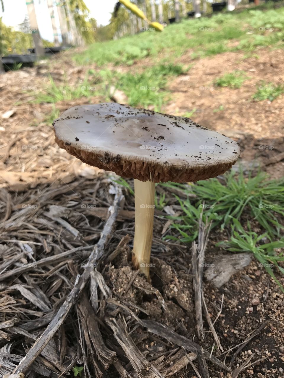 Mushroom
