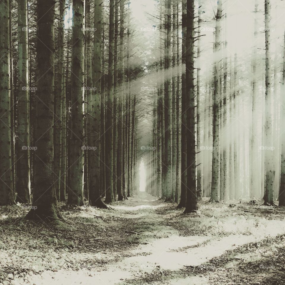 Beautiful sunlight in the forest 