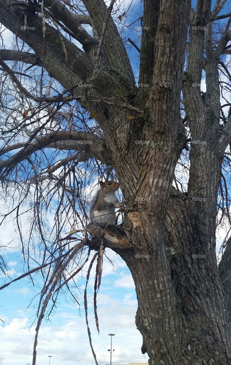 squirrel, dried tree, branches, outside