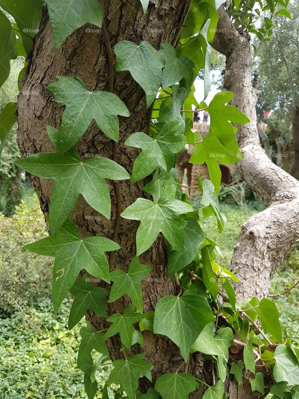 tree and nature lover love