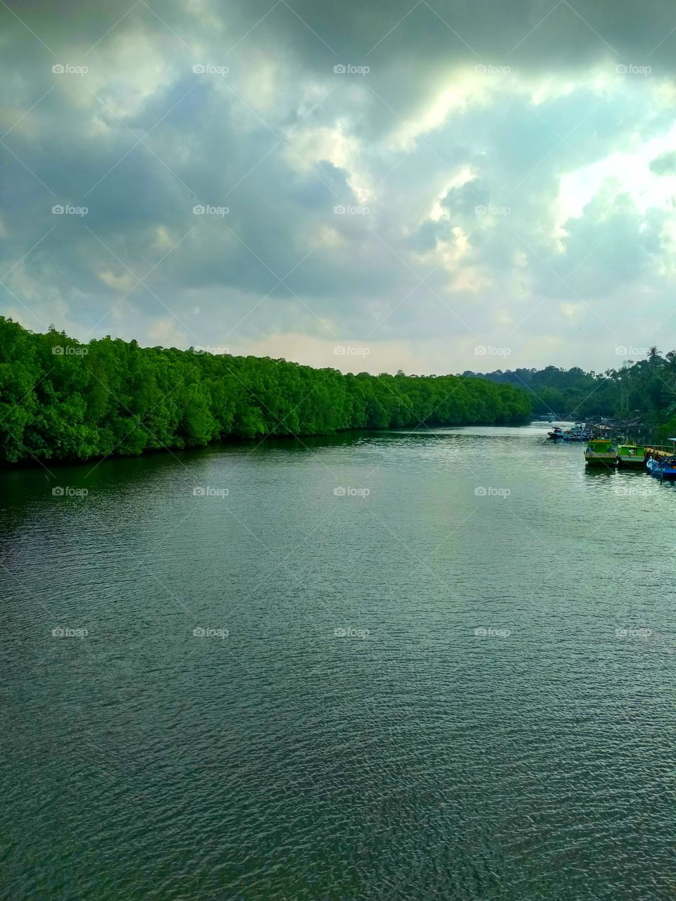 Coastal areas of mangrove river