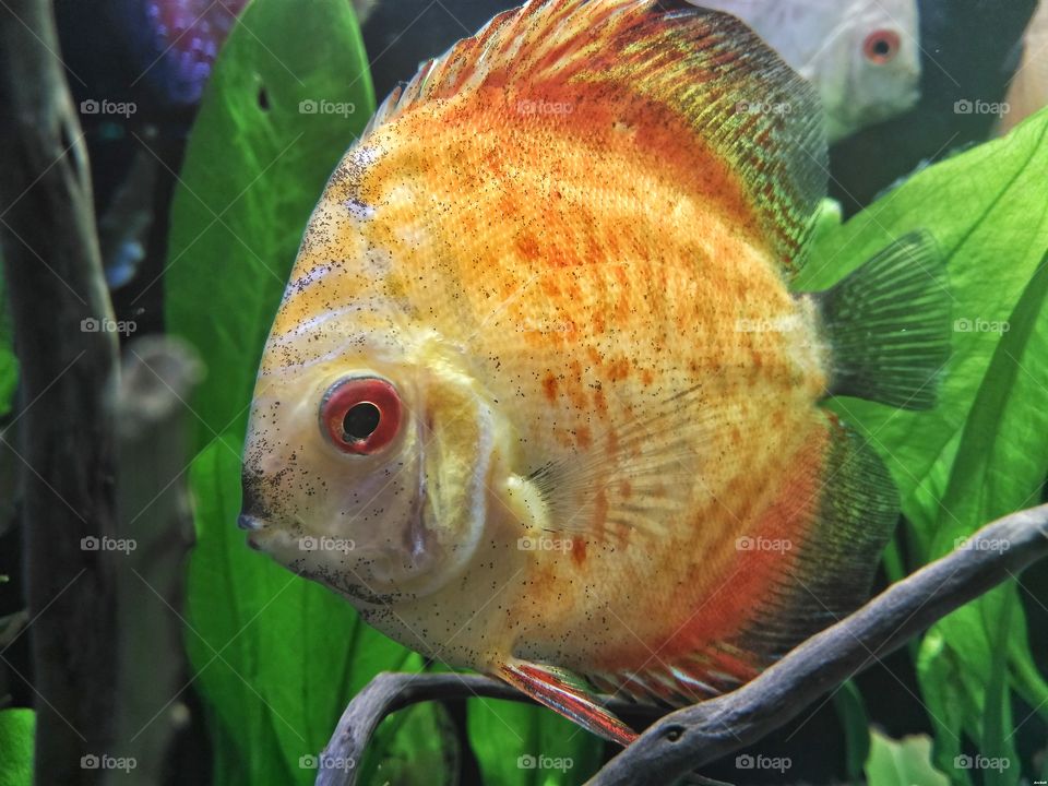 discus fish