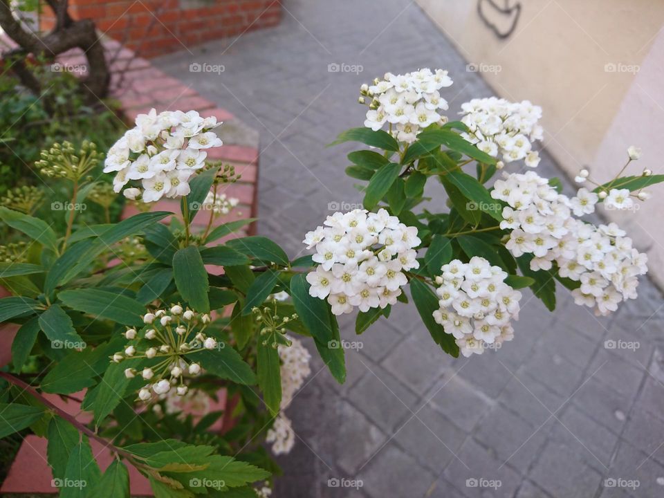 Belleza pura- Flores blancas