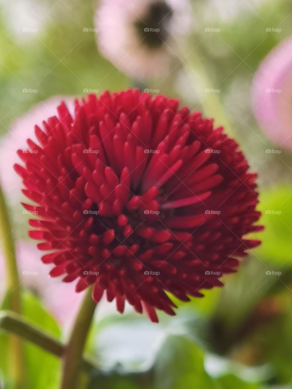 pompom red