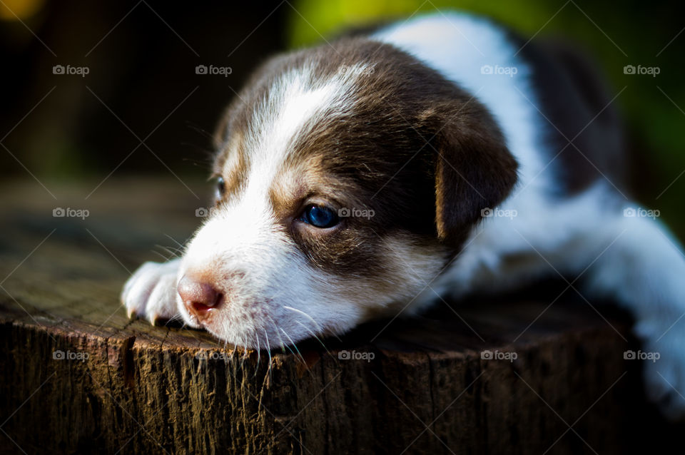 Natural light falling on little cute puppy's face.