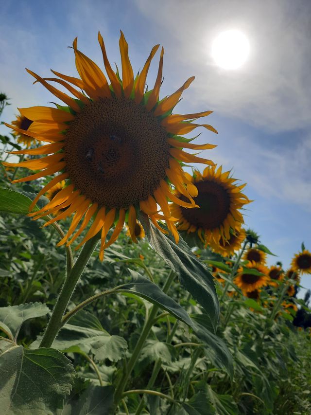 🌼🌼🌼