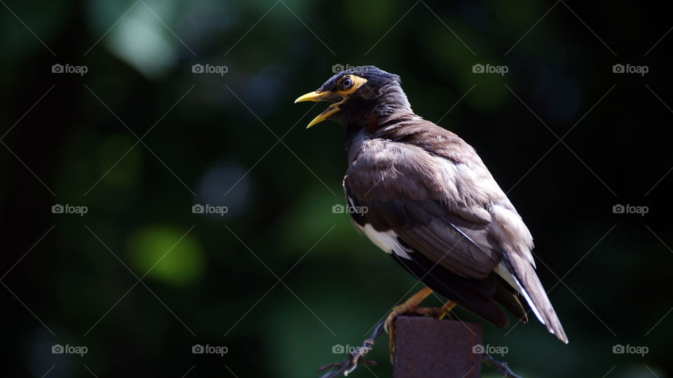 Myna, a common gregarious bird in our lives.
