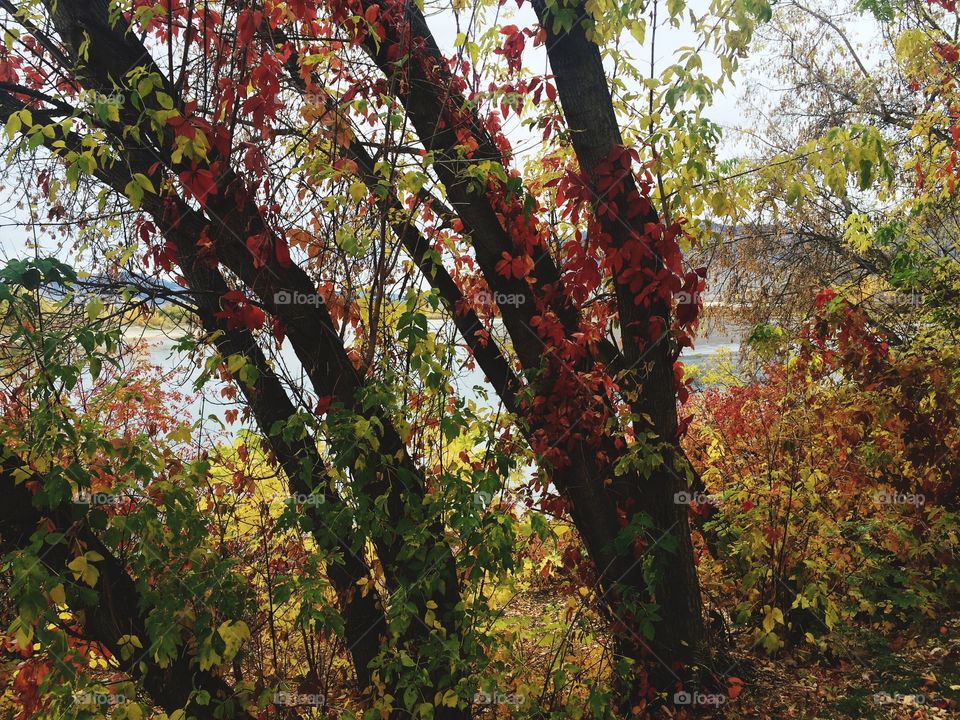Beautiful fall leaves! 