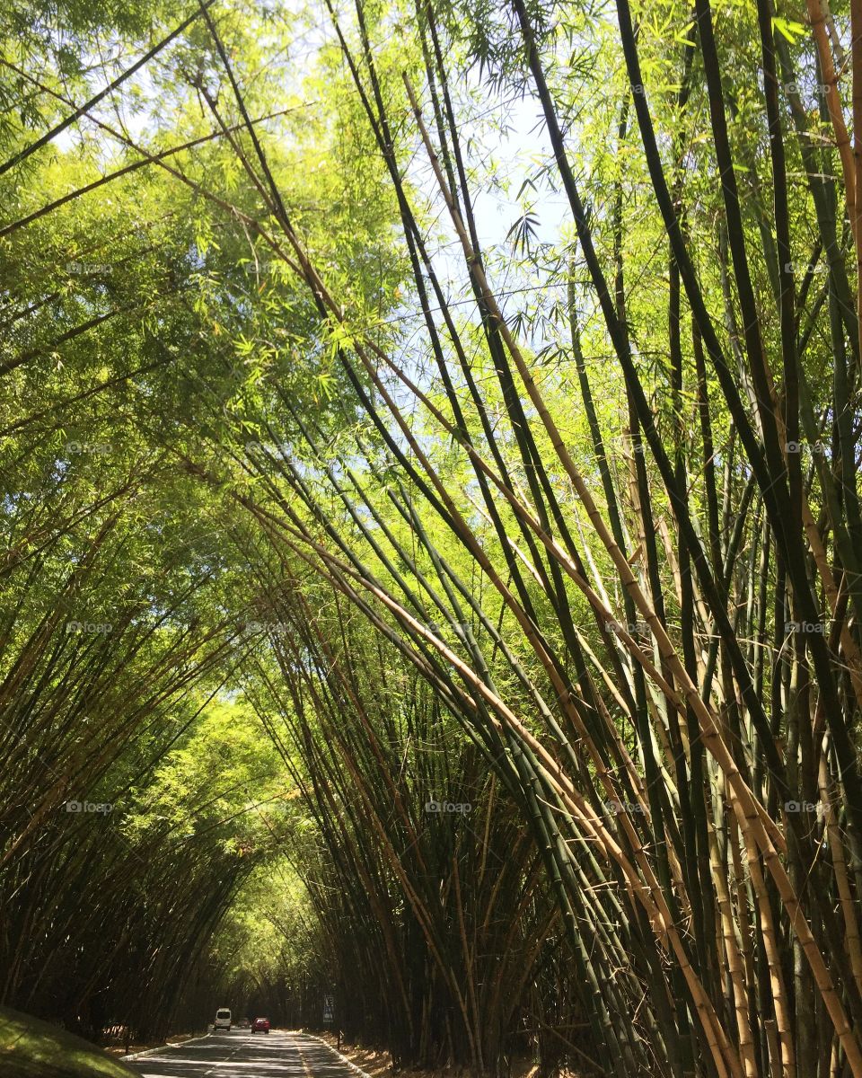 Bambuzal do aeroporto de Salvador 