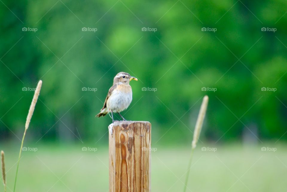 Bird on pole 