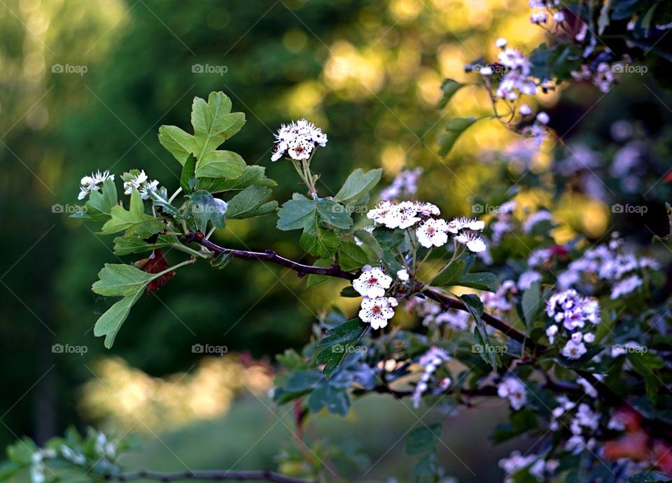 in the garden 2