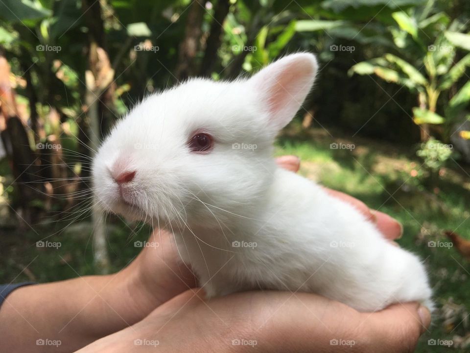 Nice rabbit