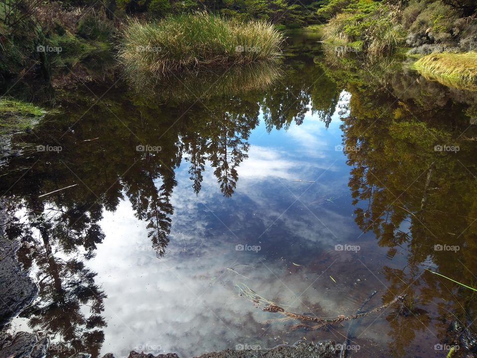 Reflection in a pond
