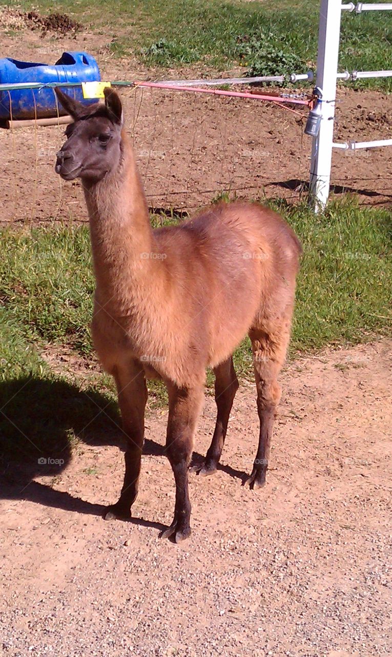 alpaca