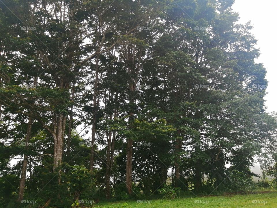 Trees source of life.