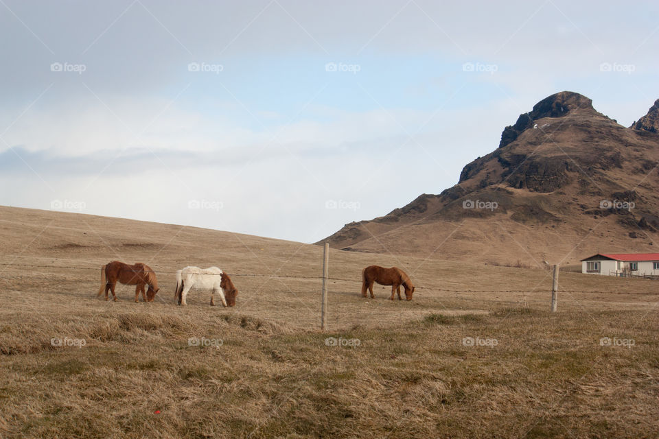 April in Iceland 