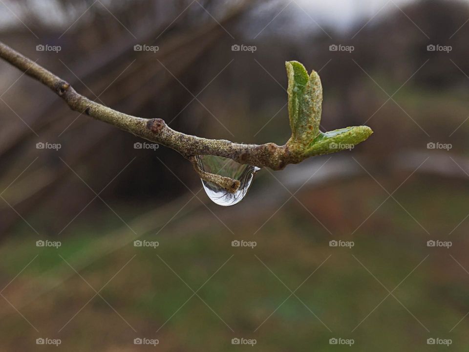 raindrop on a brunch