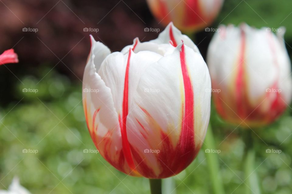 Tulip