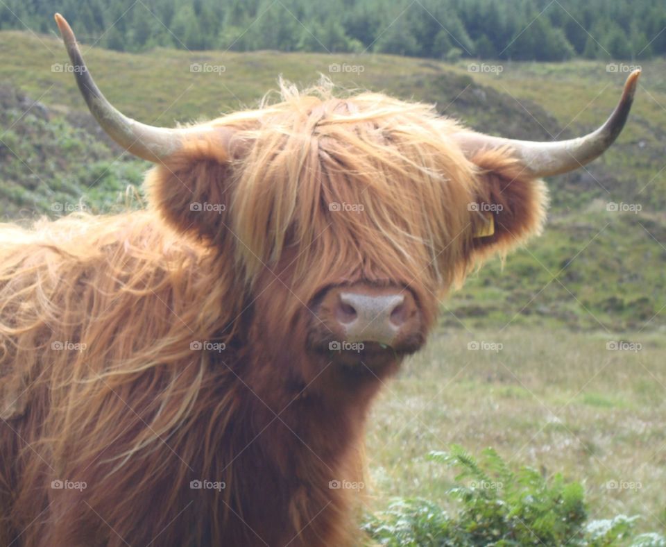 cow in the isle of Mull Scotland