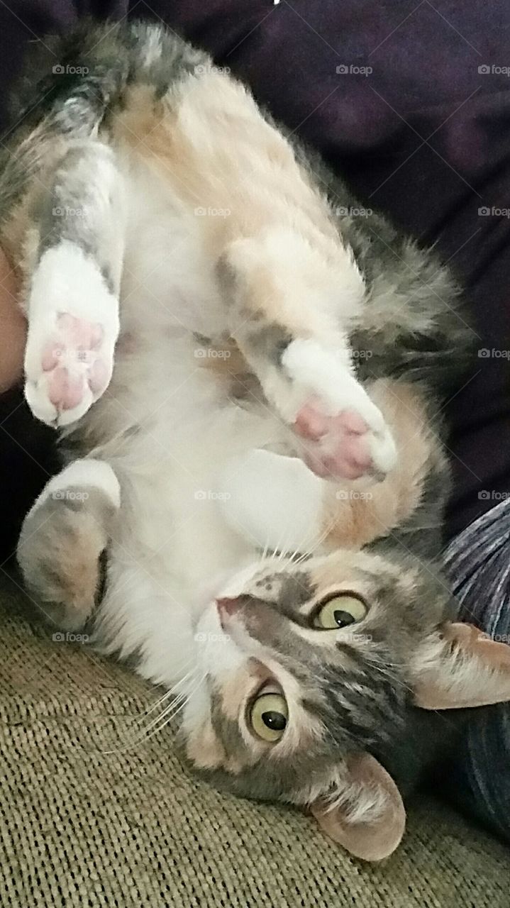 cute, adorable cat lying upside-down
