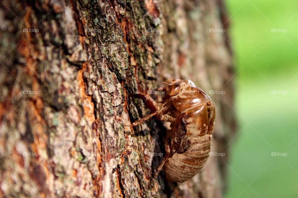 The molted exoskeleton of a 17 year Cicada 