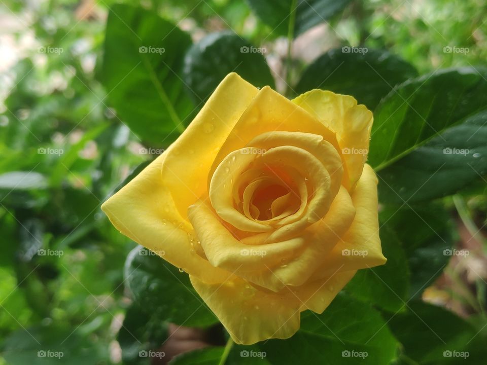 a image of yellow flower