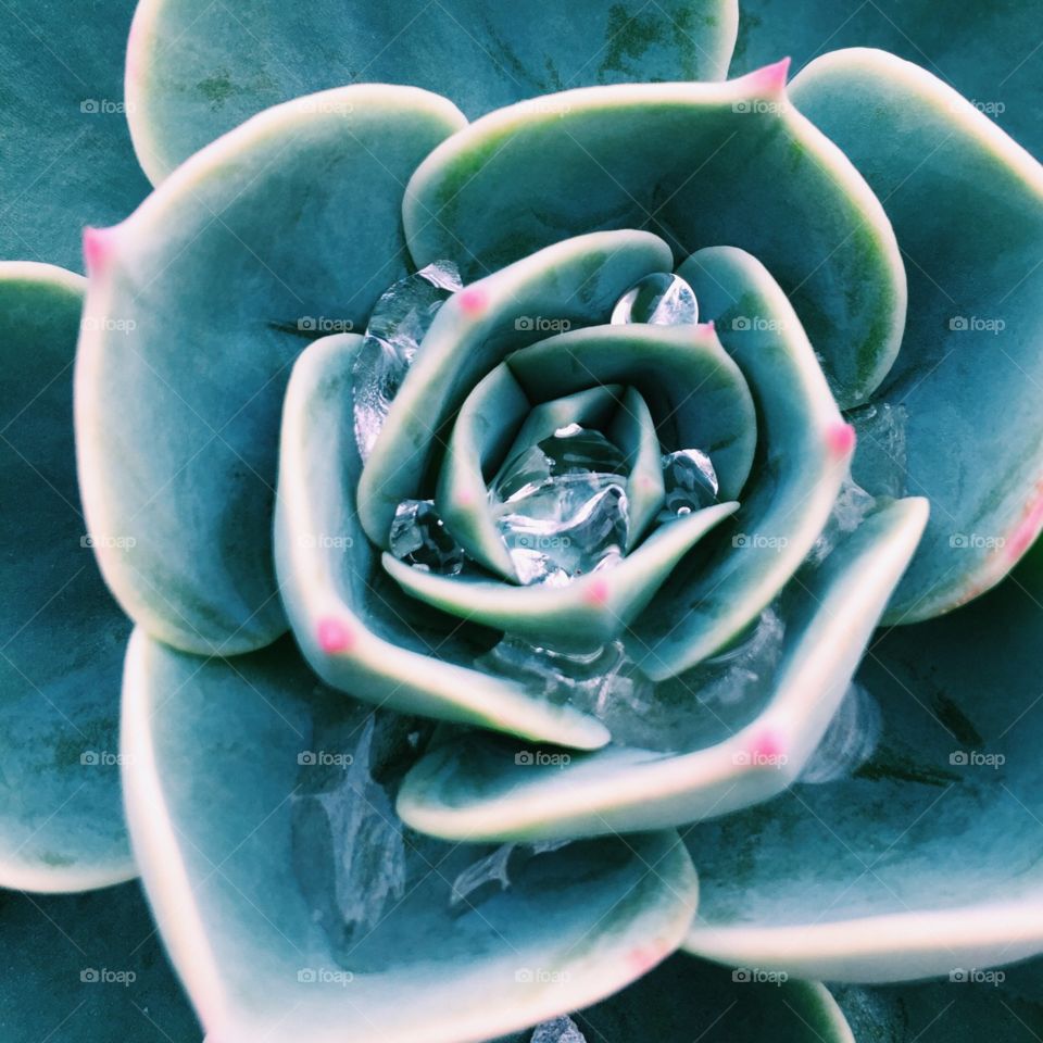 Water drops on succulent.