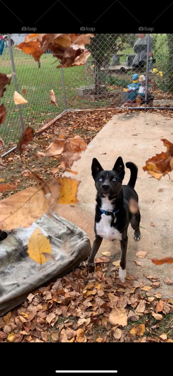 fall leaves black dog blue eyes playing7