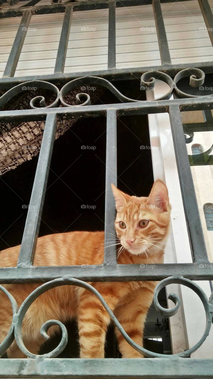 Beautiful cat looking at camera from Window