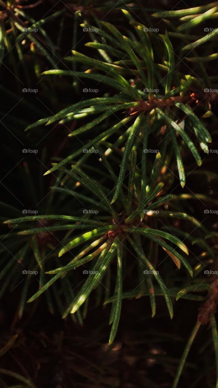 Macro photo of green plant growing in the garden