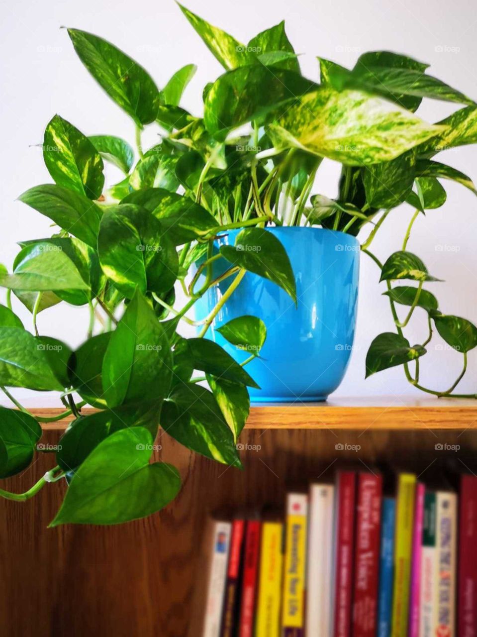 a green plant in a blue pot in a library