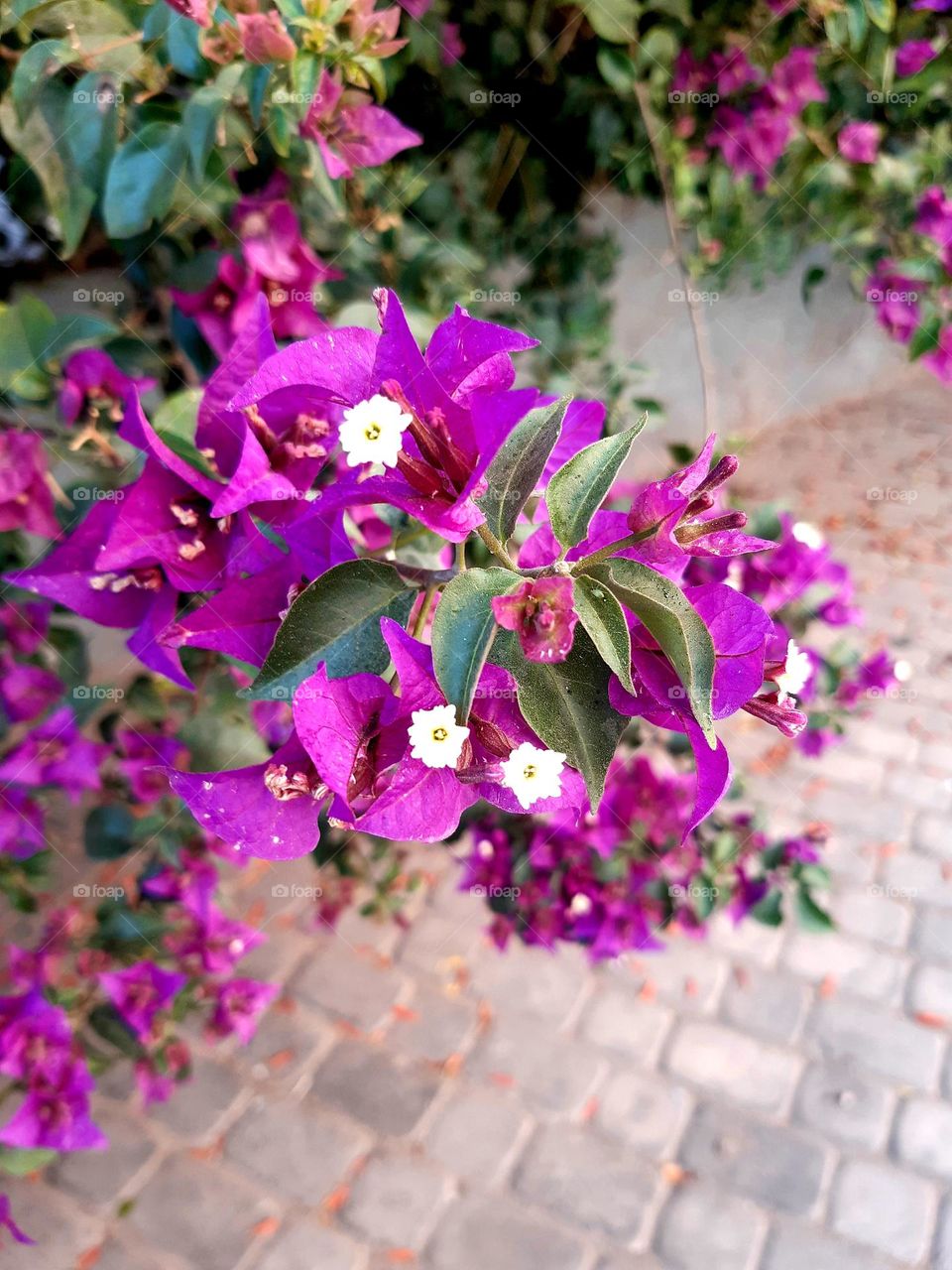 A vibrant close-up of Bougainvillea flowers showcasing their bright magenta petals and small white blossoms, surrounded by green and dry leaves. This image captures the natural beauty of these tropical plants in Casablanca on January 1, 2025