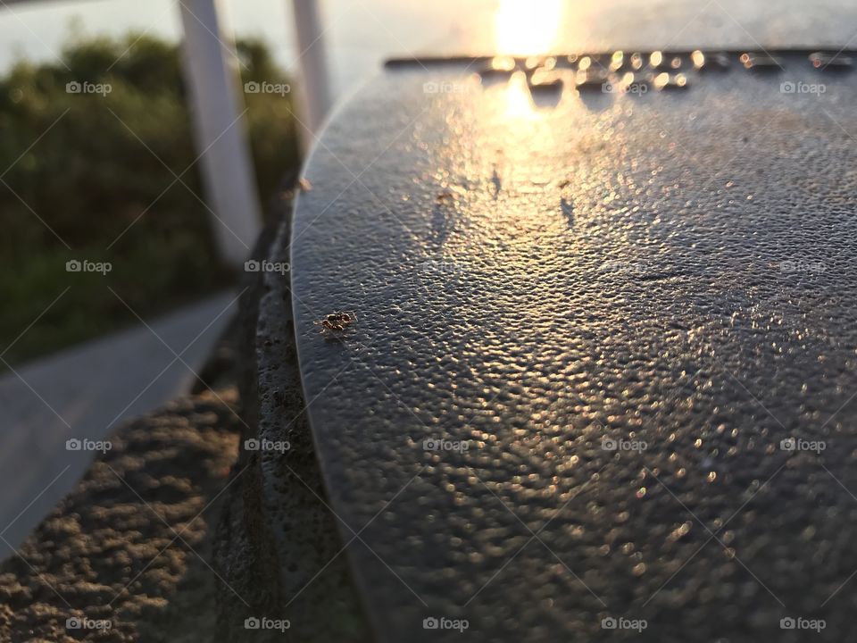 Ants enjoying sunset?