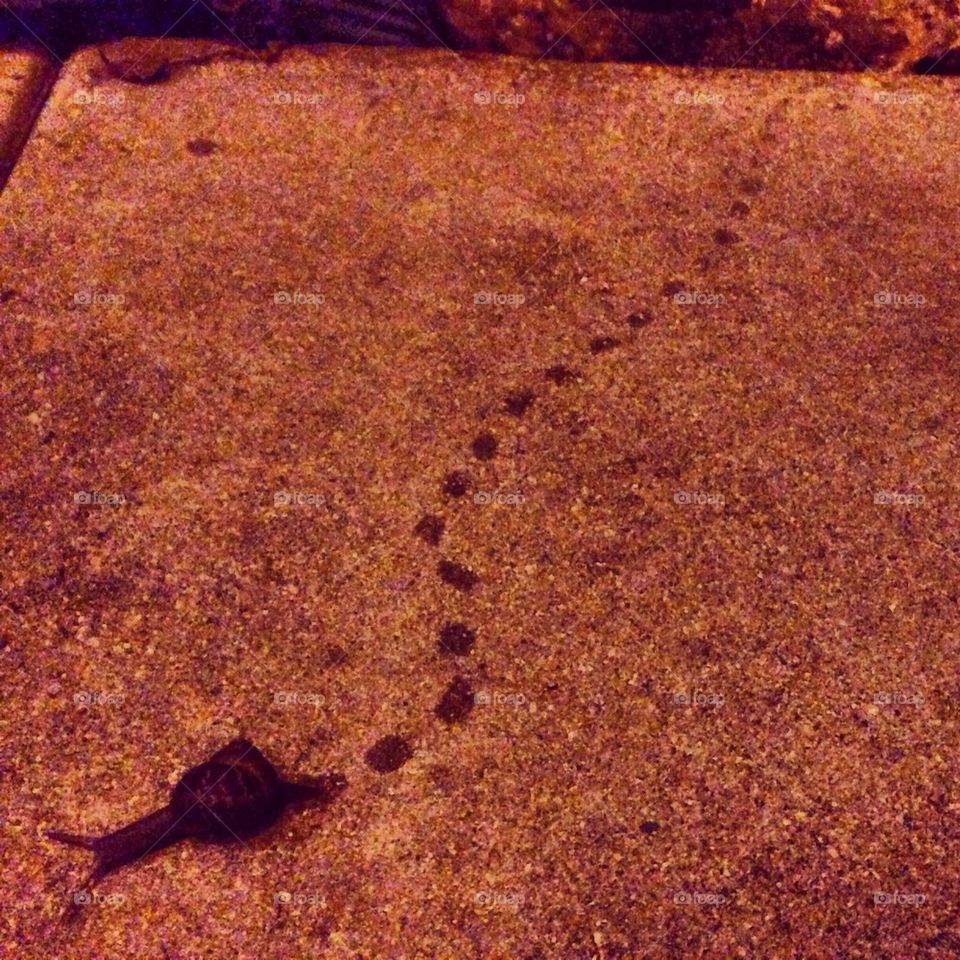 Snail tracks 