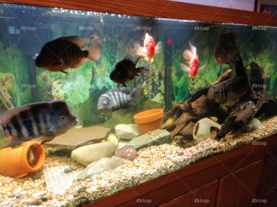 Tropical fish inside huge Aquarium