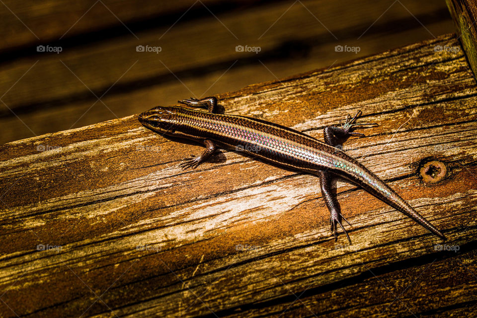 skink Lizard on a deck