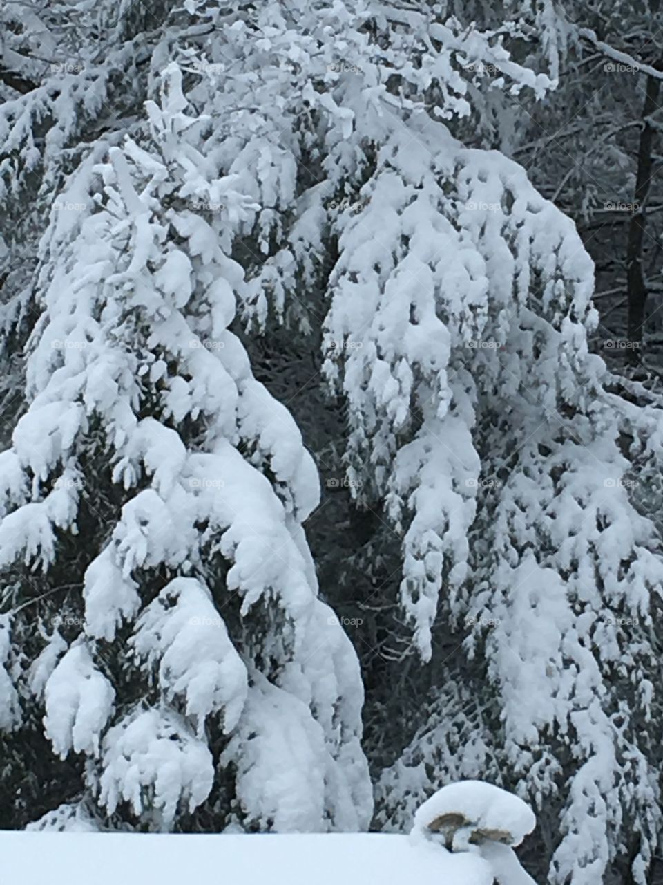 Snow Cover Pine Tree