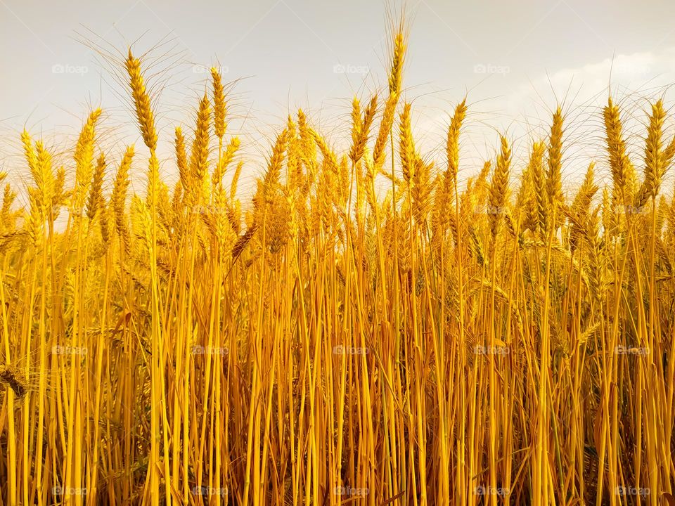 Golden wheat field with cloudy sky.Nature composition. Beautiful summer landscape. Agriculture and harvest concept