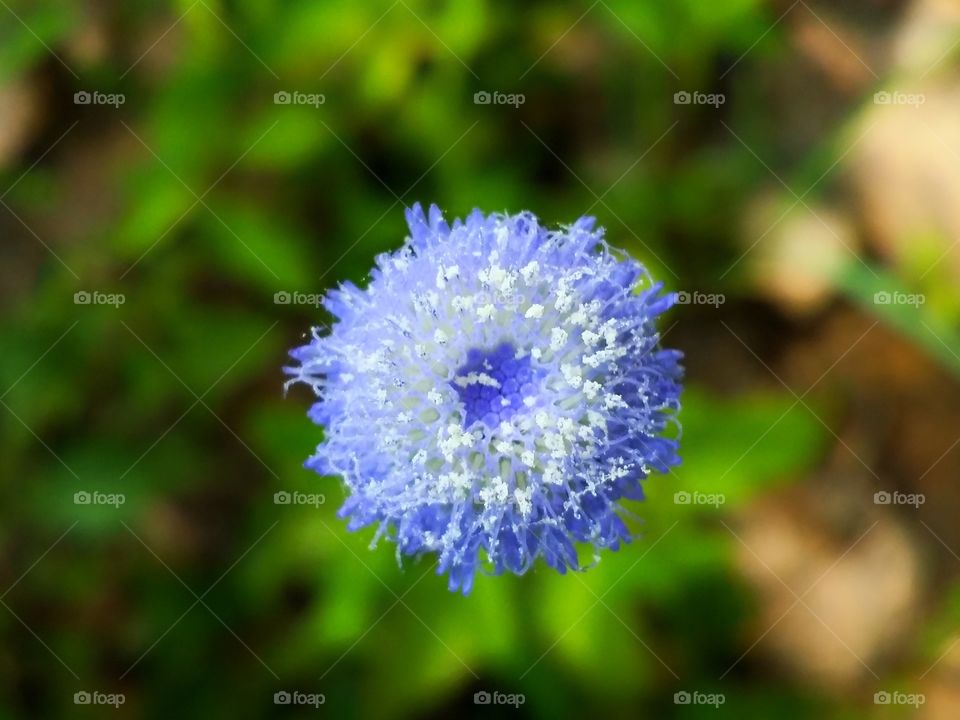 Colorful of flower.