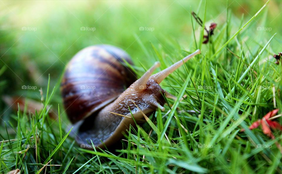 My tiny friend who loves visiting my Garden every day