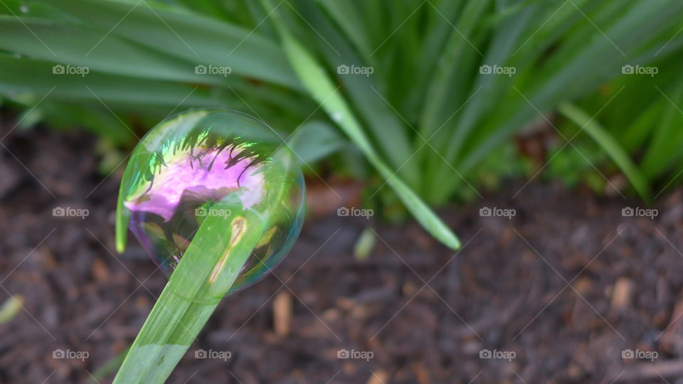 Close-up of bubble on daffodil