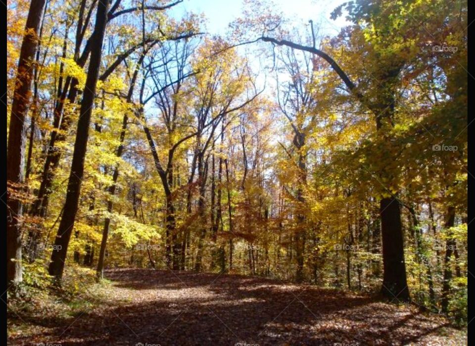 Fall, Leaf, Tree, Wood, Landscape