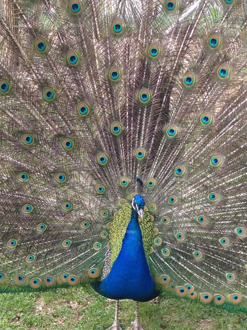 Portrait of peacock