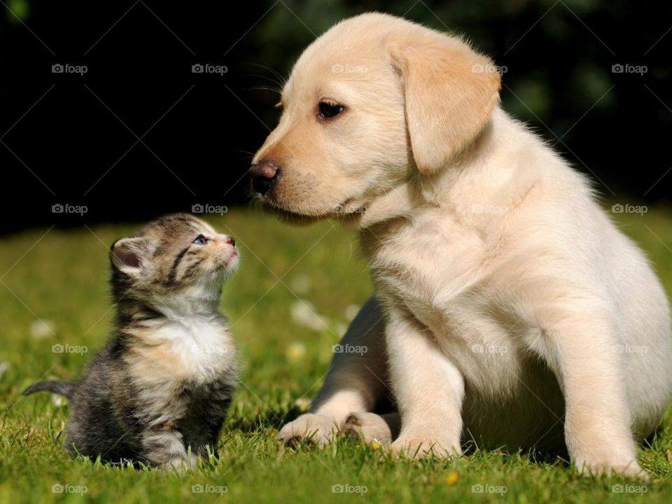 puppies cat and dog real animal
