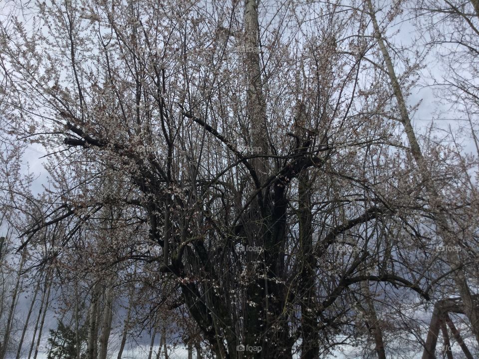 Cherry Blossoms on the Tree 