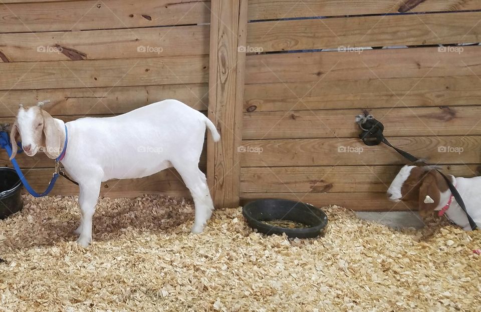 goat at the state fair