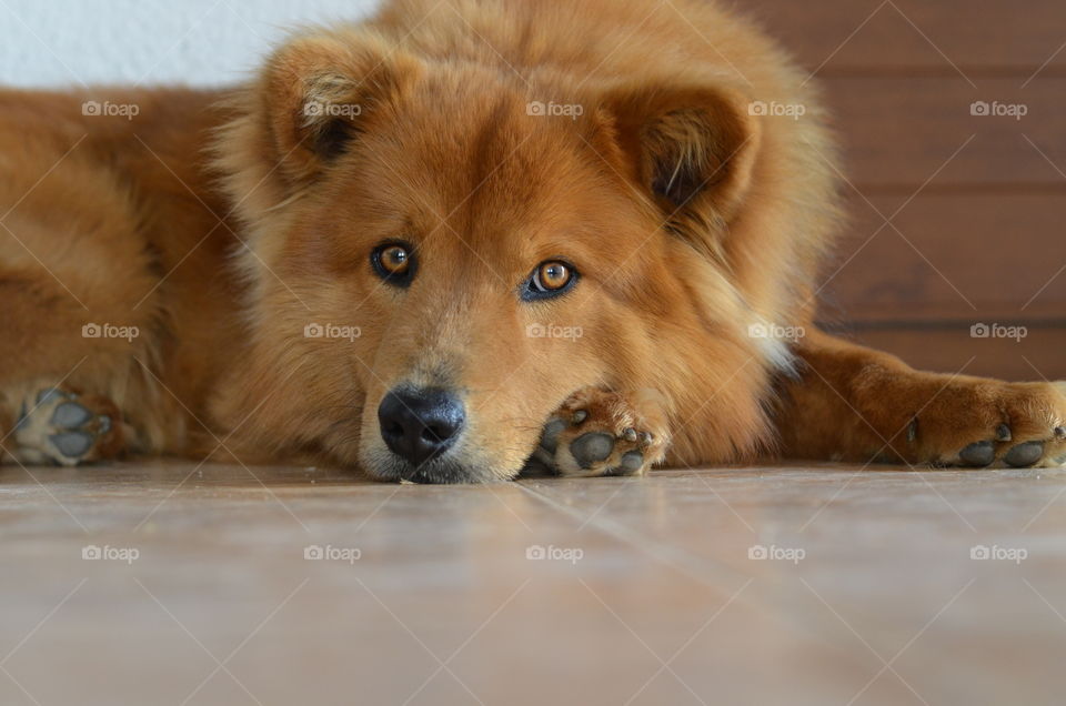 Portrait of a dog lying on floor